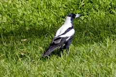 Gymnorhina tibicen