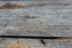 Camponotus modoc