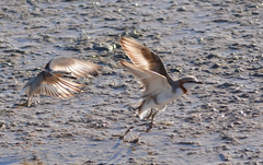 Charadrius pallidus