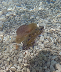 Cotylorhiza tuberculata