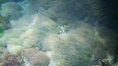 Anemonia viridis