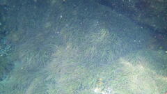 Anemonia viridis