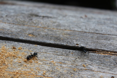 Camponotus modoc