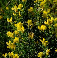 Polhillia obsoleta
