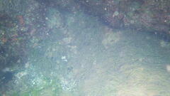 Anemonia viridis