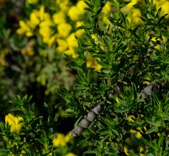Polhillia obsoleta