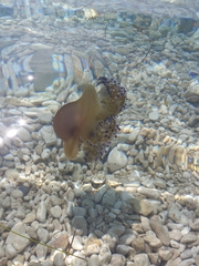 Cotylorhiza tuberculata