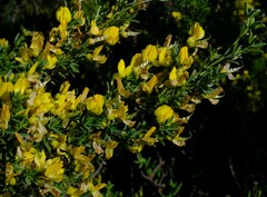 Polhillia obsoleta