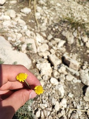 Tanacetum achilleifolium