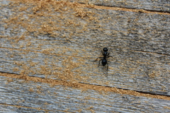 Camponotus modoc