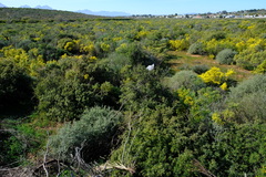 Polhillia obsoleta