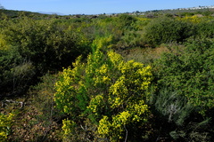 Polhillia obsoleta
