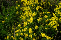 Polhillia obsoleta