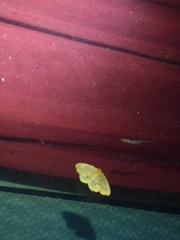 Lambdina fiscellaria