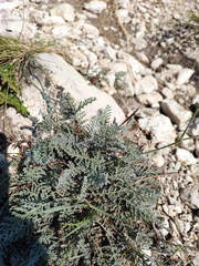 Tanacetum achilleifolium