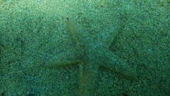 Astropecten irregularis