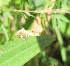 Cochylimorpha straminea