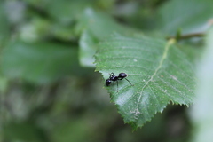 Camponotus