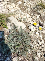 Tanacetum achilleifolium
