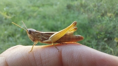 Euchorthippus declivus