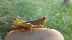 Euchorthippus declivus