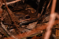Leptodactylus bolivianus