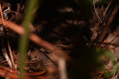 Leptodactylus bolivianus
