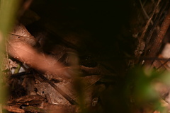 Leptodactylus bolivianus