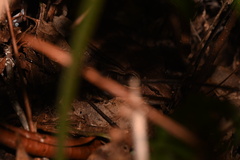 Leptodactylus bolivianus