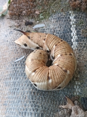 Agrius convolvuli