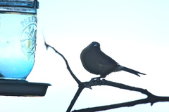 Anthornis melanura melanura