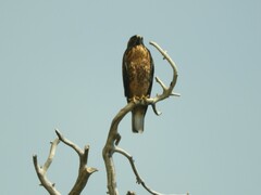 Geranoaetus polyosoma