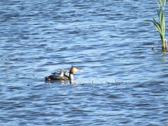 Podiceps cristatus