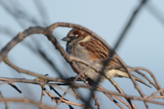 Passer domesticus domesticus