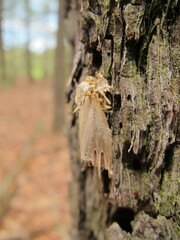 Akanthomyces