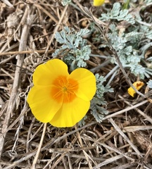 Eschscholzia californica maritima