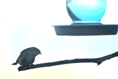 Zosterops lateralis lateralis