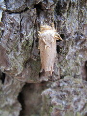 Akanthomyces