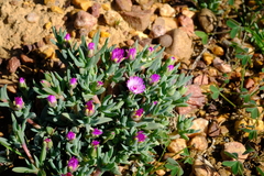 Antimima leipoldtii