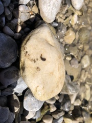 Erpobdella octoculata