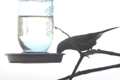 Anthornis melanura melanura