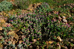 Antimima leipoldtii