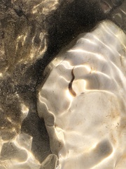 Erpobdella octoculata