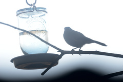 Anthornis melanura melanura