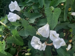 Calystegia silvatica