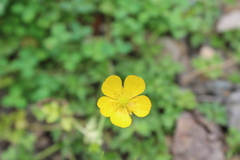 Ranunculus repens
