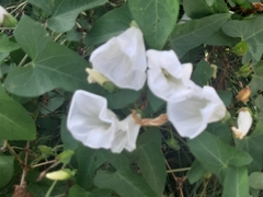 Calystegia silvatica