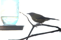 Anthornis melanura melanura