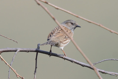 Prunella modularis occidentalis