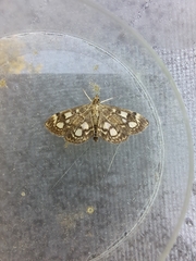 Anania coronata